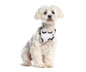 Obraz premium White maltese dog wearing halloween bandana sitting on white