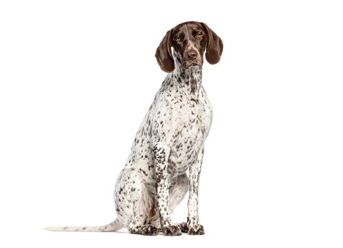 German shorthaired pointer dog sitting on white background