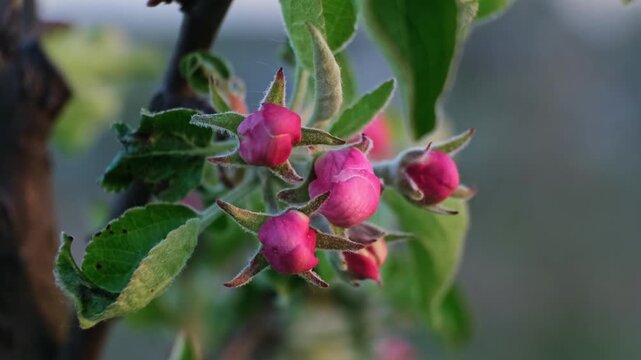 Pink blooming apple tree flowers swaying in the wind on a blurred background, close-up front view. Blossoming orchard. Pollination problem. Fruit garden treatment concept. Beauty in nature. 4k footage