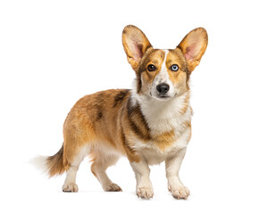 Fototapeta premium Corgi dog with heterochromia standing, looking at camera