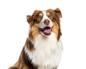 Happy australian shepherd dog panting with open mouth