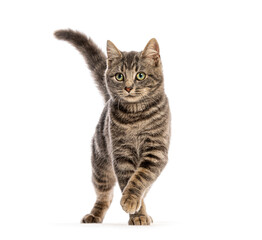 Obraz premium Mixed-breed cat kitten walking looking at camera foreground