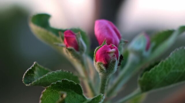 Pink blooming apple tree flowers swaying in the wind on a blurred background, close-up side view. Blossoming orchard. Pollination problem. Fruit garden treatment concept. Beauty in nature. 4k footage.