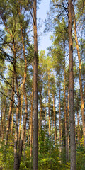 Obraz premium Sunlit pine forest with tall straight trunks and sparse branches, seen from ground level. Natural
