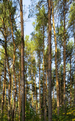 Obraz premium Tall pine trees growing in a dense forest, viewed from below with vertical trunks reaching into the