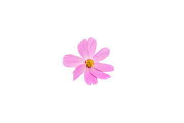 A close-up photograph of a single, vibrant pink cosmos flower with a yellow center, delicately positioned against a pure white background. The lighting highlights the soft texture of the petals.