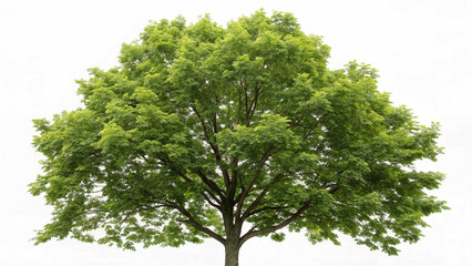 A tree with white background.
