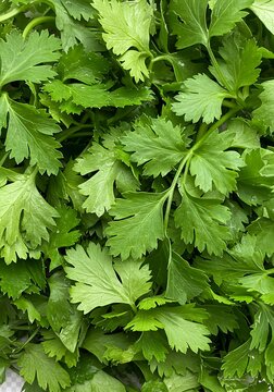 Emerald Canopy