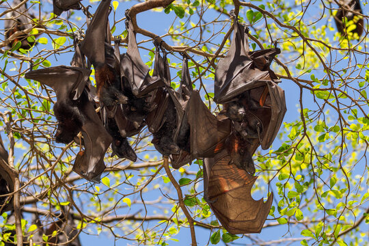 Schwarze Flughunde (pteropus alecto) schlafen in den Parkb&auml;umen von Watansoppeng