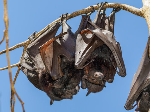 Schwarze Flughunde (pteropus alecto) h&auml;ngen von einem Ast in Bat City Watansoppeng