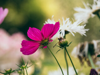 pink cosmos flowers