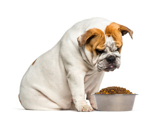 Bulldog refusing dry dog food in bowl on white background