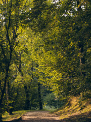 Fototapeta premium autumn in the forest