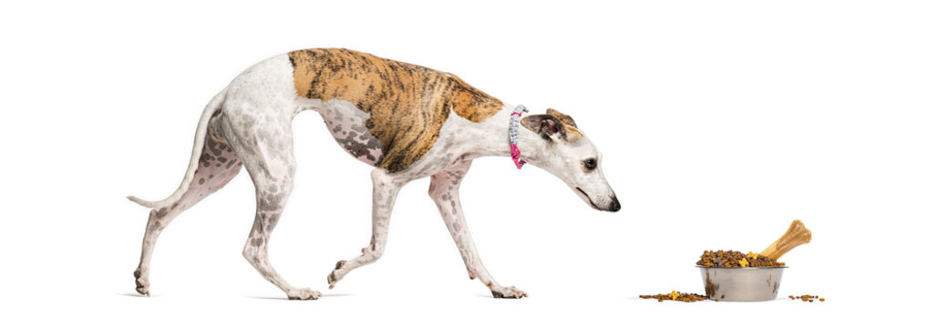 Whippet dog approaching food bowl with dry kibble