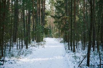 droga,las,zima  © Marcin Łazarczyk