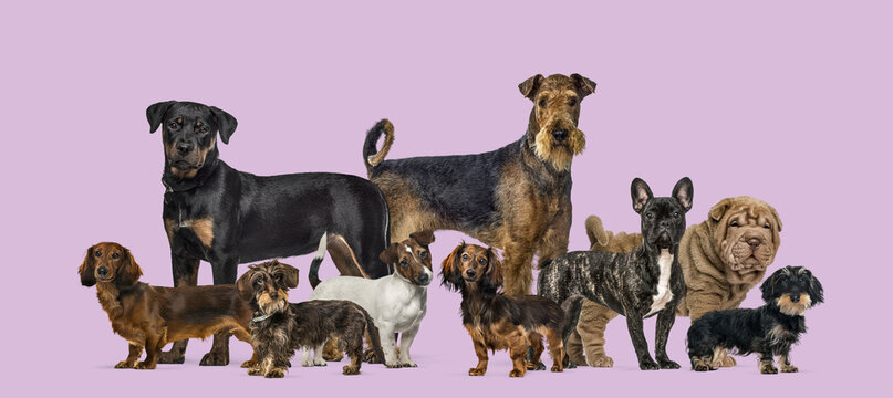 Diverse group of dogs standing together in a studio setting