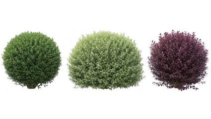 Collection of vibrant green and burgundy spherical shrubs isolated on transparent background