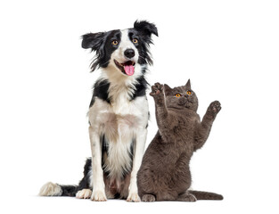 Obraz premium Border collie and british shorthair cat playing together