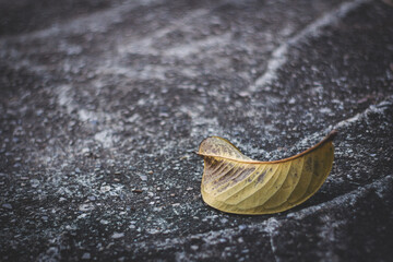 Single leaf wet ground symbolizing solitude and fragility.