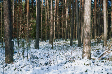 las,zima  © Marcin Łazarczyk