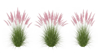Elegant pink pampas grass plumes with lush green foliage isolated on transparent background