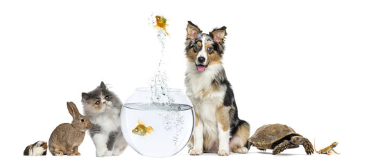 Pets group diversity with jumping goldfish
