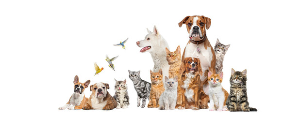 Group of various domestic pets standing and sitting