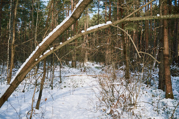 las,zima  © Marcin Łazarczyk