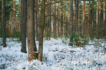 las,zima  © Marcin Łazarczyk