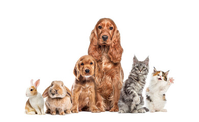 Group of various pets standing together on white background
