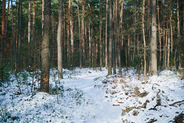 las,zima  © Marcin Łazarczyk