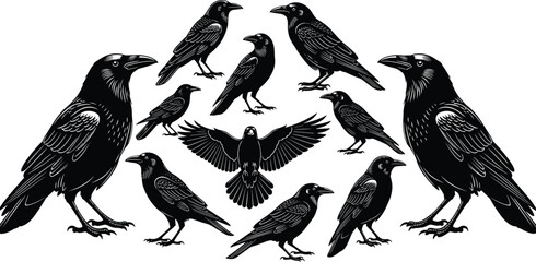 Obraz premium Black raven and crow bird silhouettes in woodcut linocut style, various corvid poses including flying and standing on white background. (21 words)