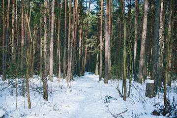 las,zima  © Marcin Łazarczyk