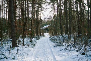 droga,las,zima  © Marcin Łazarczyk