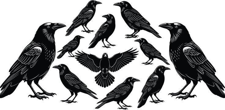 Black raven and crow bird silhouettes in woodcut linocut style, various corvid poses including flying and standing on white background. (21 words)