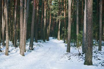 droga,las,zima  © Marcin Łazarczyk