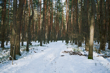 droga,las,zima  © Marcin Łazarczyk