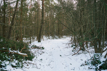 las,zima  © Marcin Łazarczyk