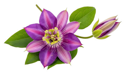 Obraz premium Beautiful purple clematis flower isolated on transparent background