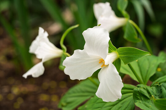  White Trillium grandiflorum flower in early spring on the forest floor.  Also known as the great white trillium.