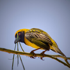 Southern Masked Weaver in South Africa.
