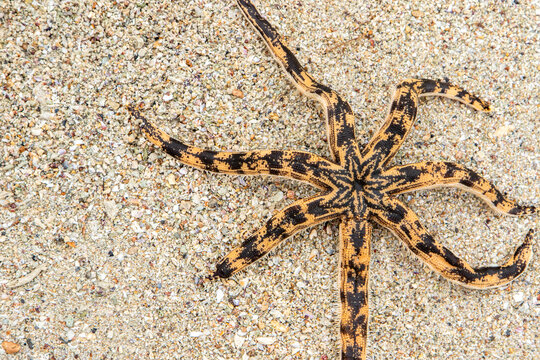 Seven armed Luidia sea star on sandy beach.