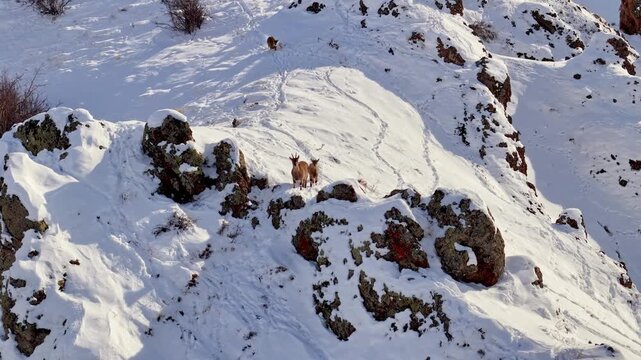 Wild mountain goat and its kids in the snow