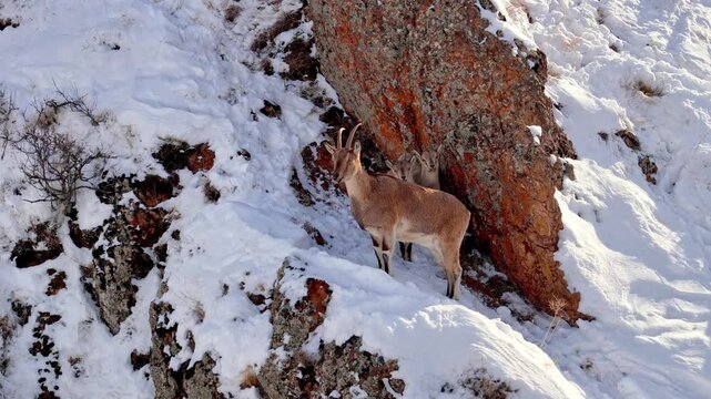 Wild mountain goat and its kids in the snow