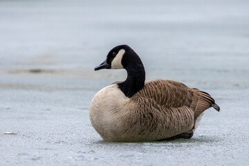 Fototapeta premium Canada Goose Resting on Frozen Lake