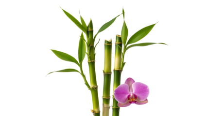 Pink orchid flower and green bamboo stalks isolated on transparent background