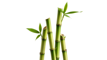 Bamboo stalks with leaves isolated on transparent background