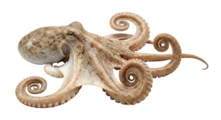 Fresh Octopus with intricate, elegantly curled tentacles and natural brown texture, a captivating marine life creature, perfect for seafood and culinary themes, isolated on transparent background.