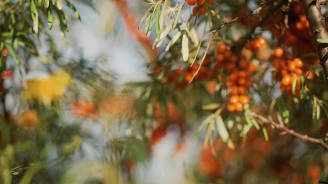sunlit sea buckthorn and wildflower closeup, orange berry clusters on slender branches with yellow wildflower in foreground, warm golden bokeh and soft morning glow, tranquil pastoral mood, macro