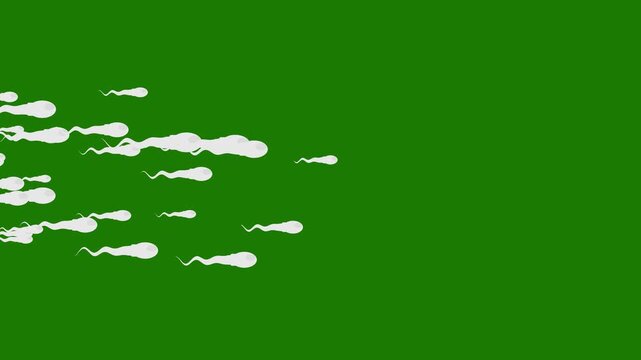 animated sperm movement in low speed isolated green. reproduction proccess animation